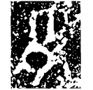 「良」御正良爵 西周早期 集成9103