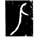 「匕」_簋 商代晚期 NB187 (殷𣂺233)